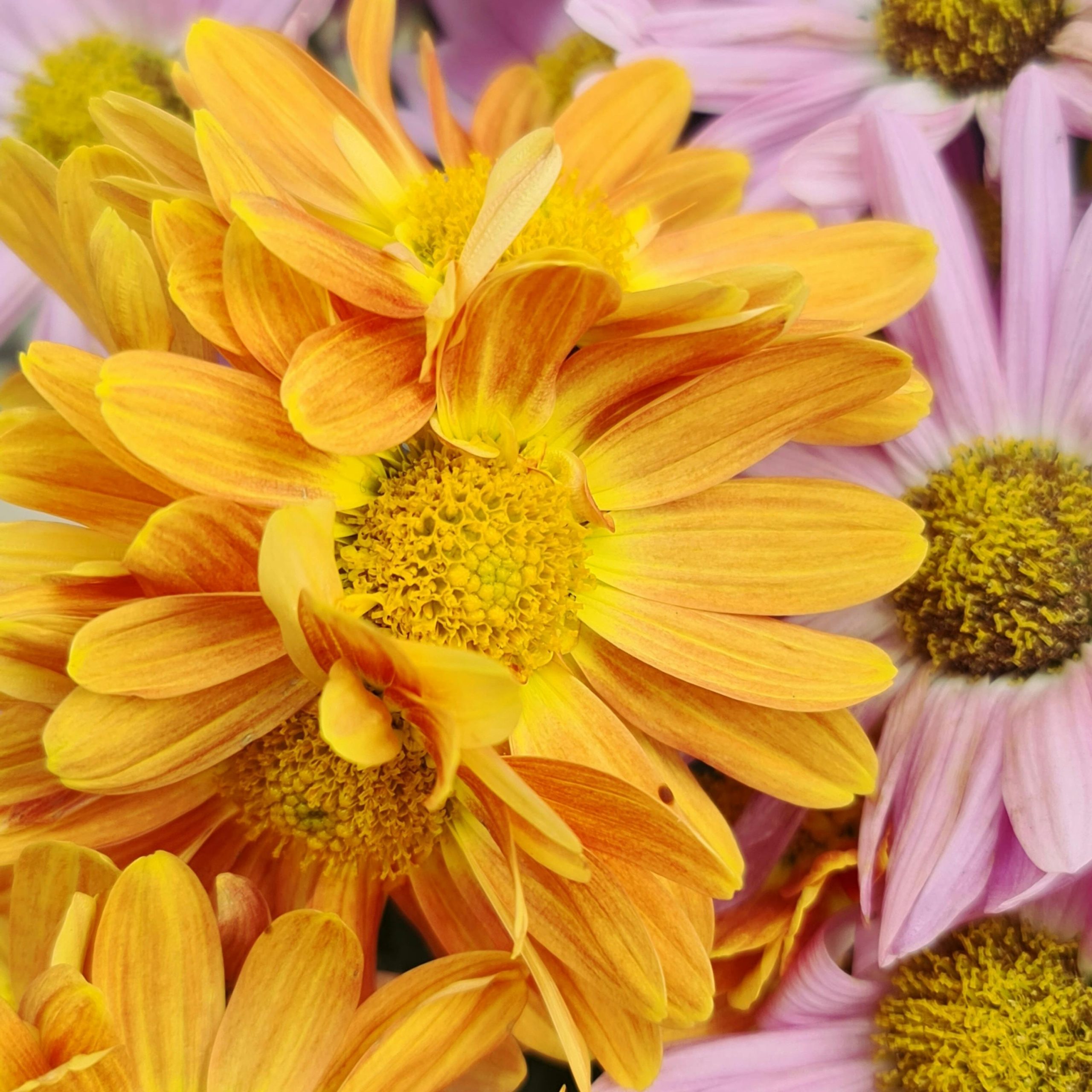 Vibrant orange and pink chrysanthemums in full bloom, showcasing delicate petals and vivid colors.